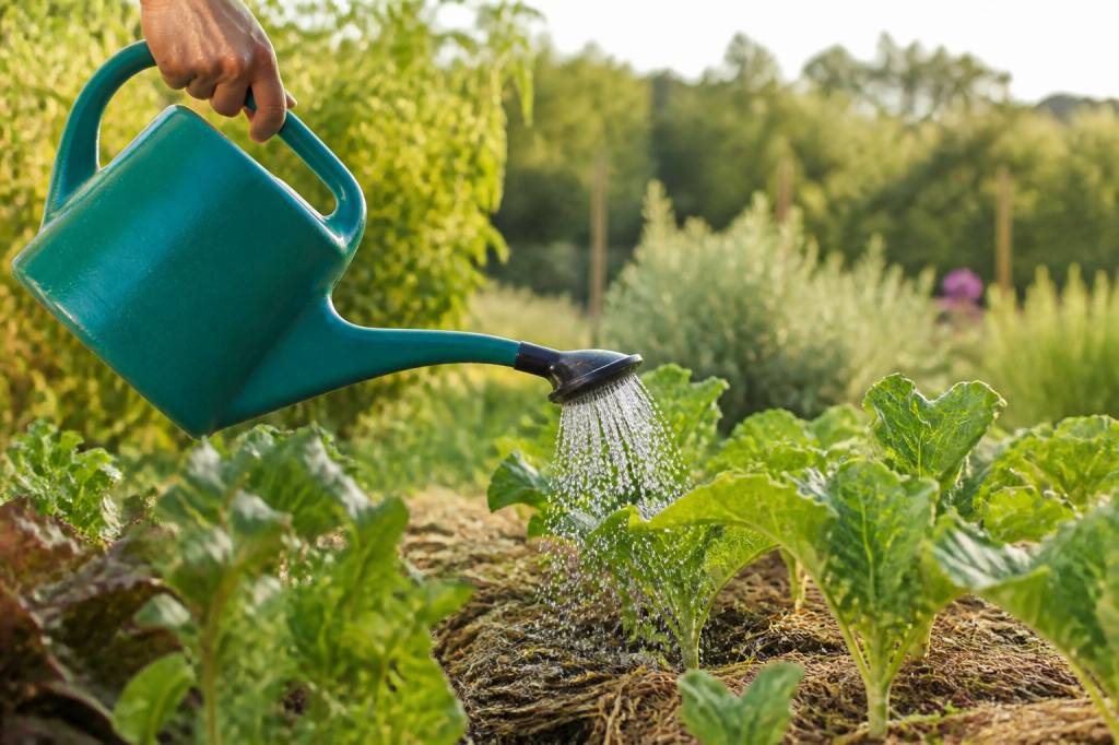 Comment réduire sa consommation d’eau au jardin en période de canicule : gestes simples et solutions durables